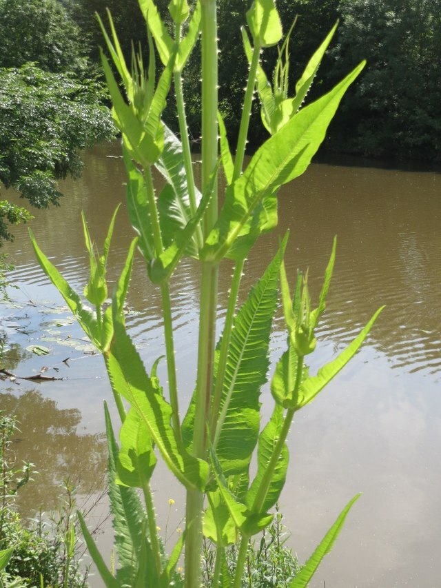 PURPLE TEASEL 100 SEEDS, DIPSACUS FULLONUM, USA SELLER