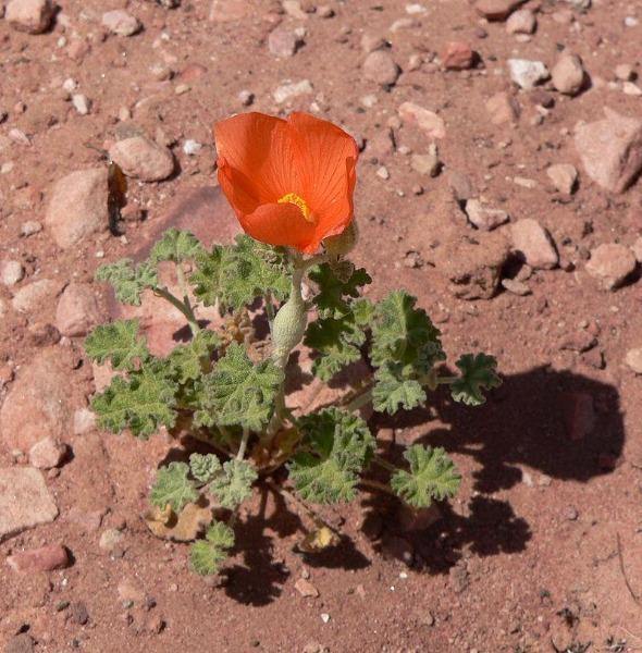 Sphaeralcea ambigua | Desertglobe Mallow | Apricot or Orange Mallow | 100 Seeds
