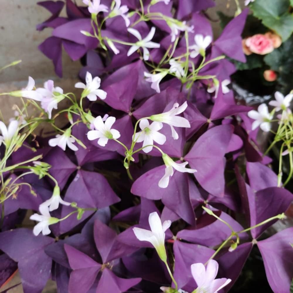 12PCS Purple Shamrocks Bulbs Good Luck Plant Purple Oxalis Bulbs for Planting…