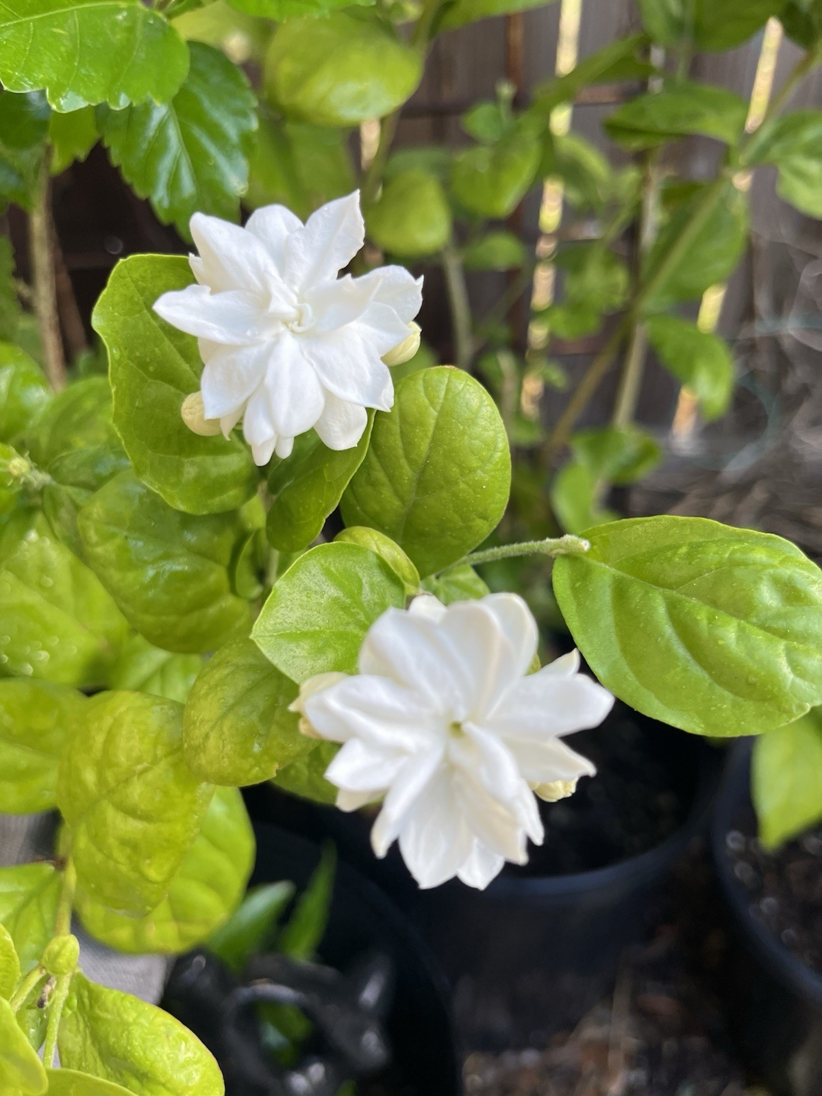 Double petals Jasmine Fragrance Live Plant 2 Gallon 2Years Small Size 10-13 in