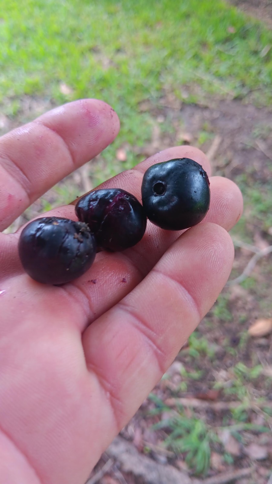 Rare Belizean Blackberry – Syzygium Sp. – Live Plant! – Like a Sweeter Jamun!