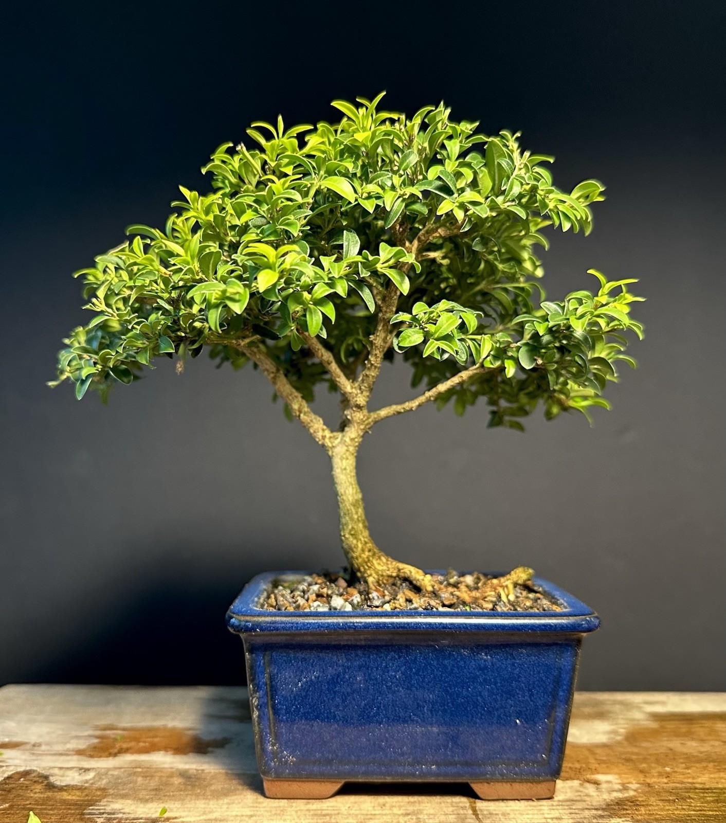 Bonsai Tree Kingsville Boxwood 12 Years Old 7” Tall Japanese Pot Marked