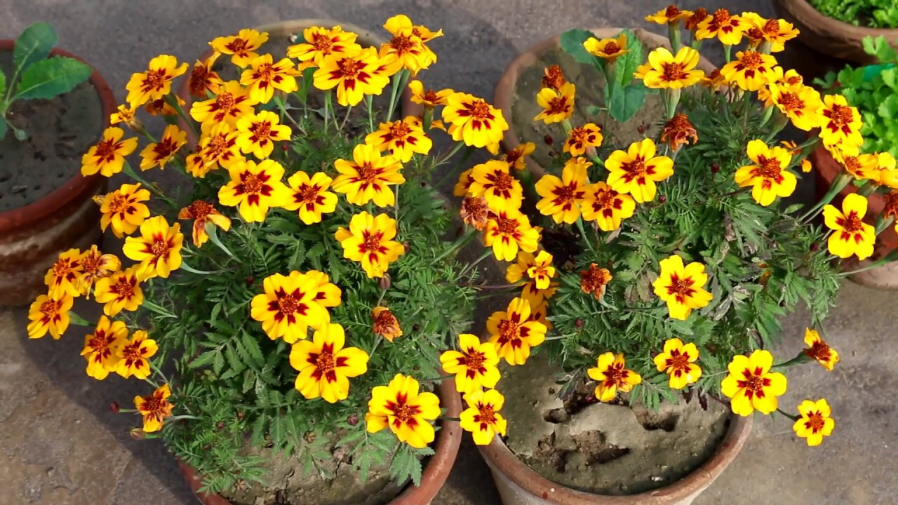 300+ Marigold, FRENCH DWARF “NAUGHTY MARIETTA” Seeds 16 Inches NON-GMO