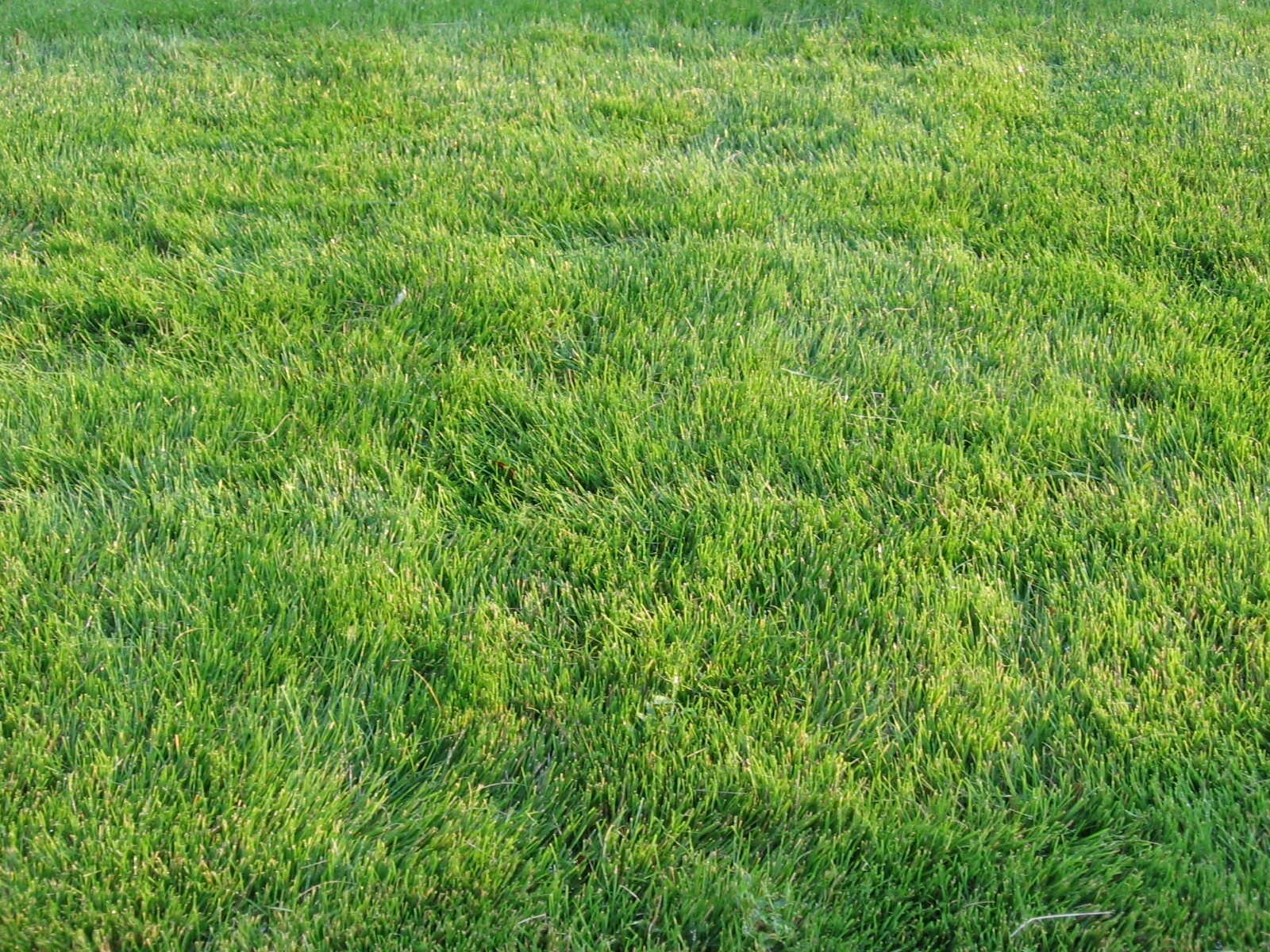 Emerald Zoysia grass- 1/8 lb