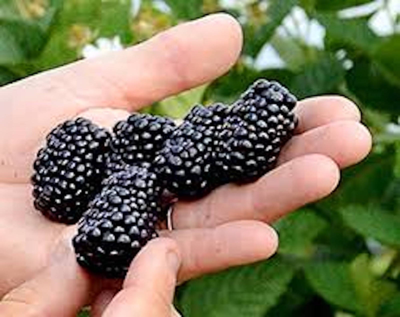 5 Prime-Ark Freedom Blackberry Rubus Thornless Starter Plug
