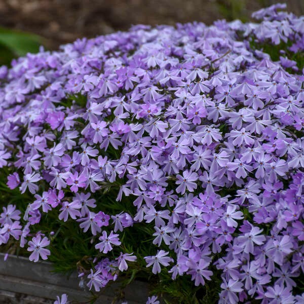 100+ Blue Emerald Creeping Phlox Seeds for Garden – USA – FREE SHIPPING!