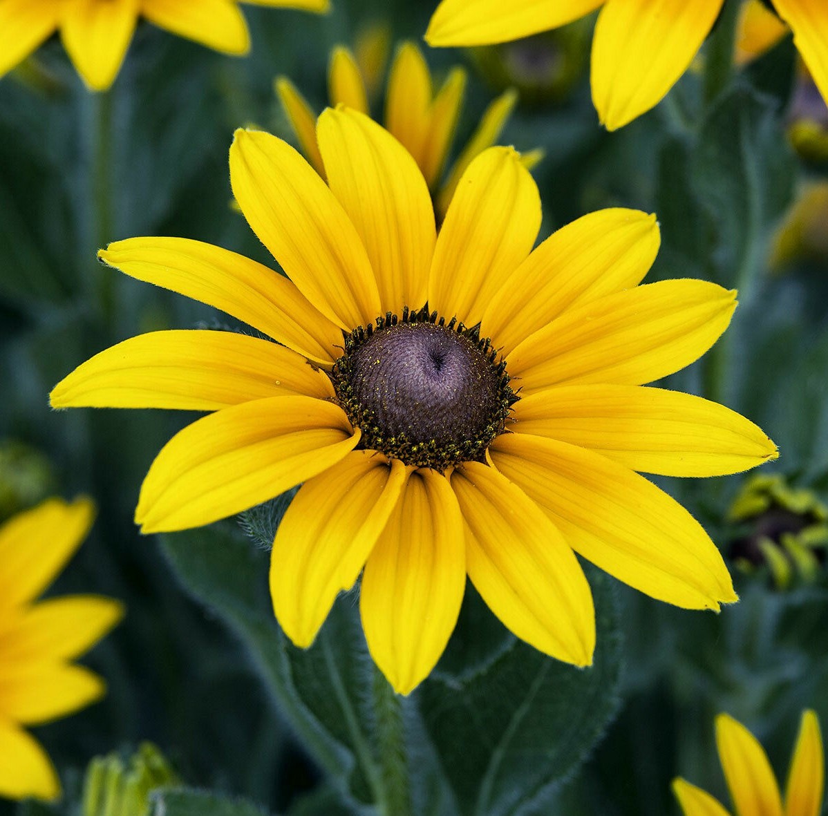 BLACK EYED SUSAN FLOWER SEEDS 2000+ PERENNIAL bee BUTTERFLY garden FREE SHIPPING