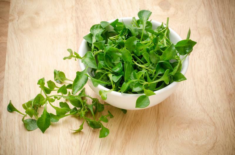 200+ CURLED CRESS SEEDS NON – GMO FRESH HARVEST FOR GARDENS