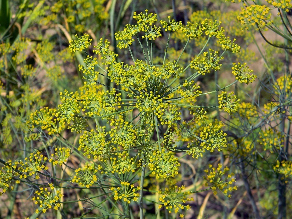 Organic Dill 1,500+ Seeds, Heirloom, FRESH Herb seed