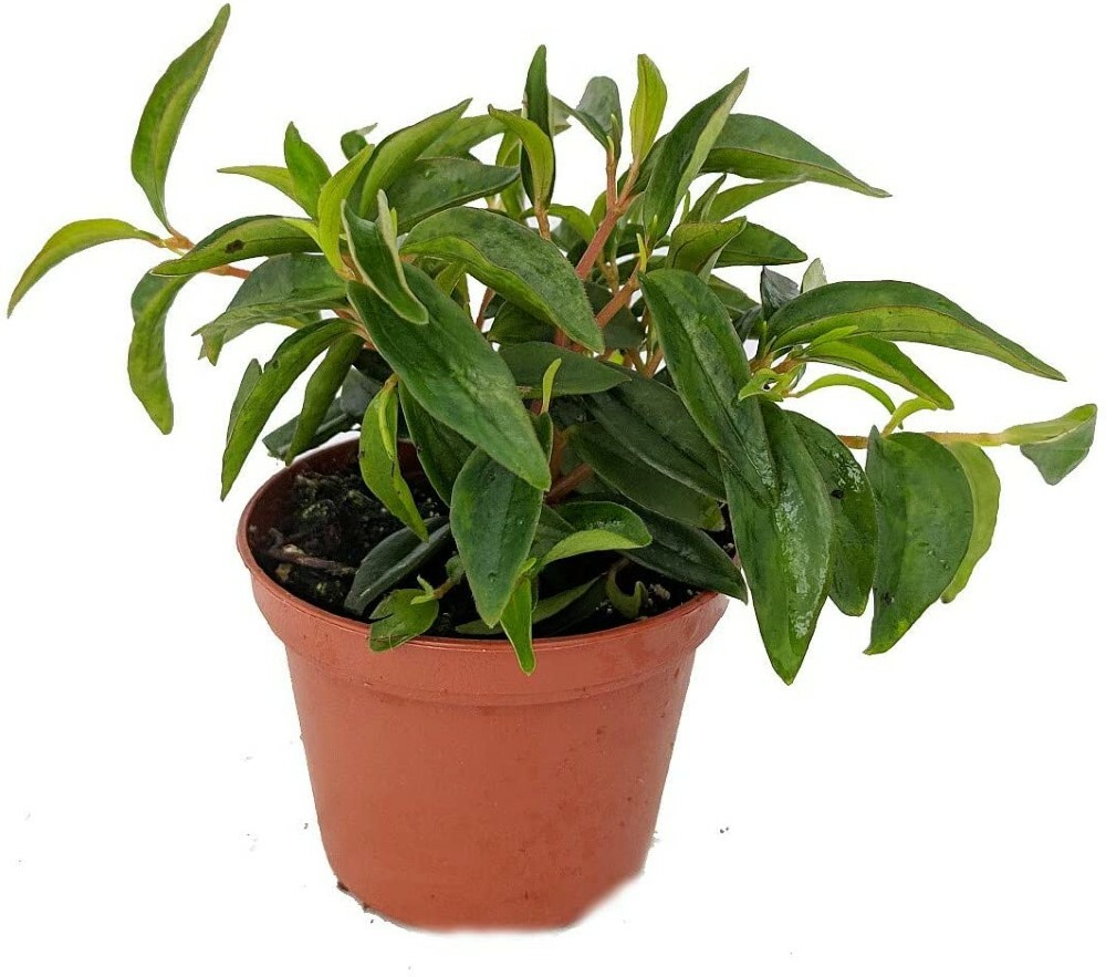 Peperomia Bush Canoe White & Green Flower Easy To Grow House Live Plant 2.5″ Pot