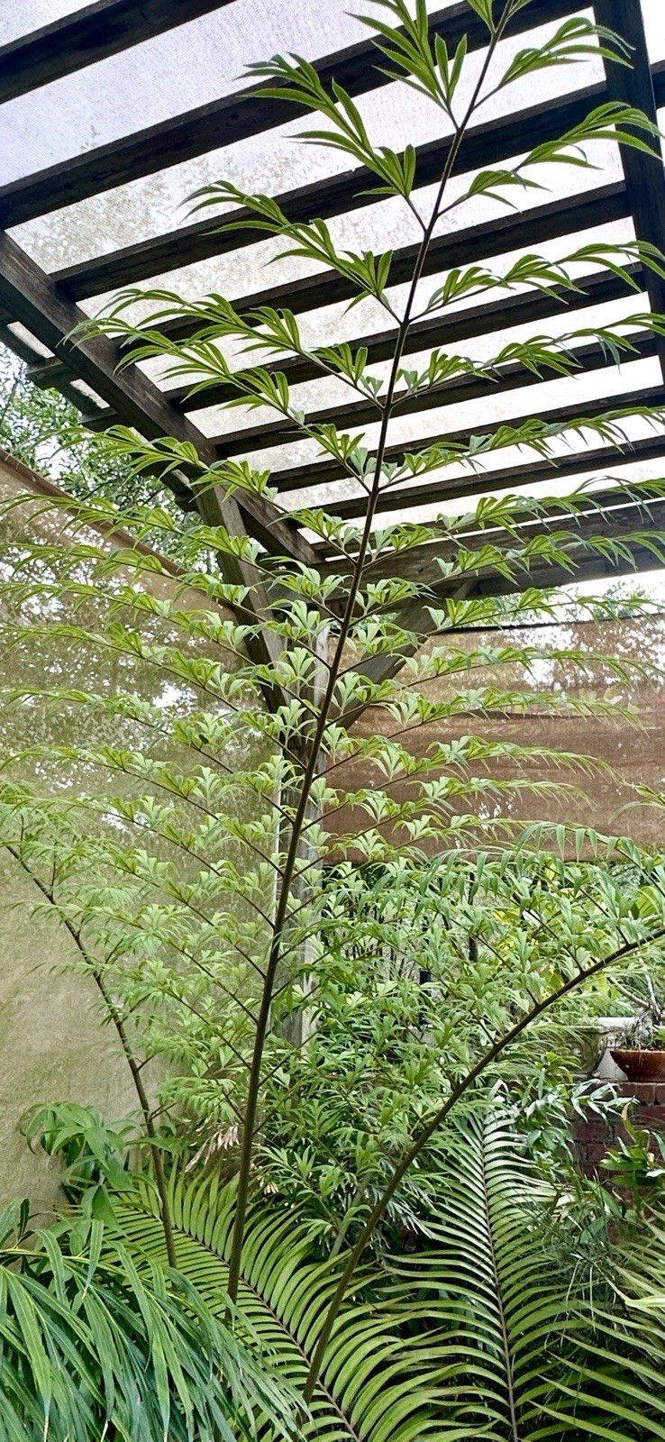 Cycas debaoensis (True)
