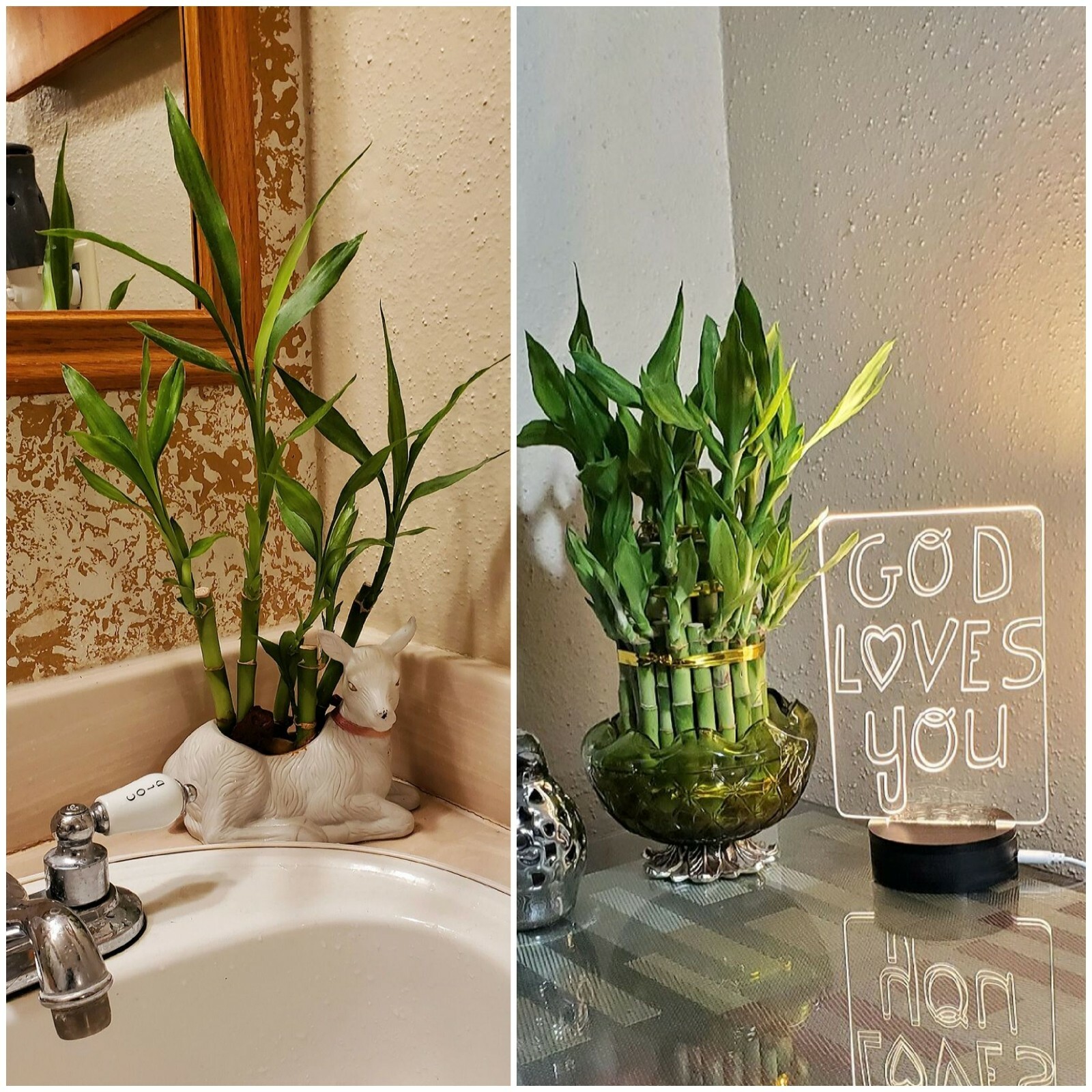 7 Lucky Bamboo Plant 4″ Stalks, Feng Shui, GIFT, LIVE PLANT, Wedding Favors