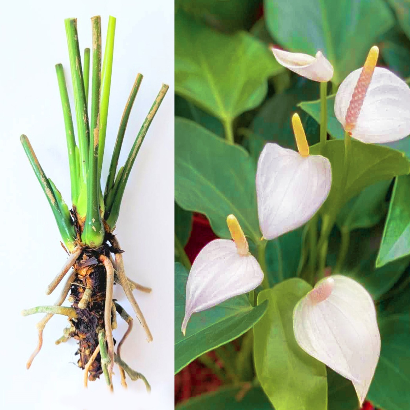 LIVE Bare cut : WHITE Anthurium Exotic Tropical Andraeanum year round flowering