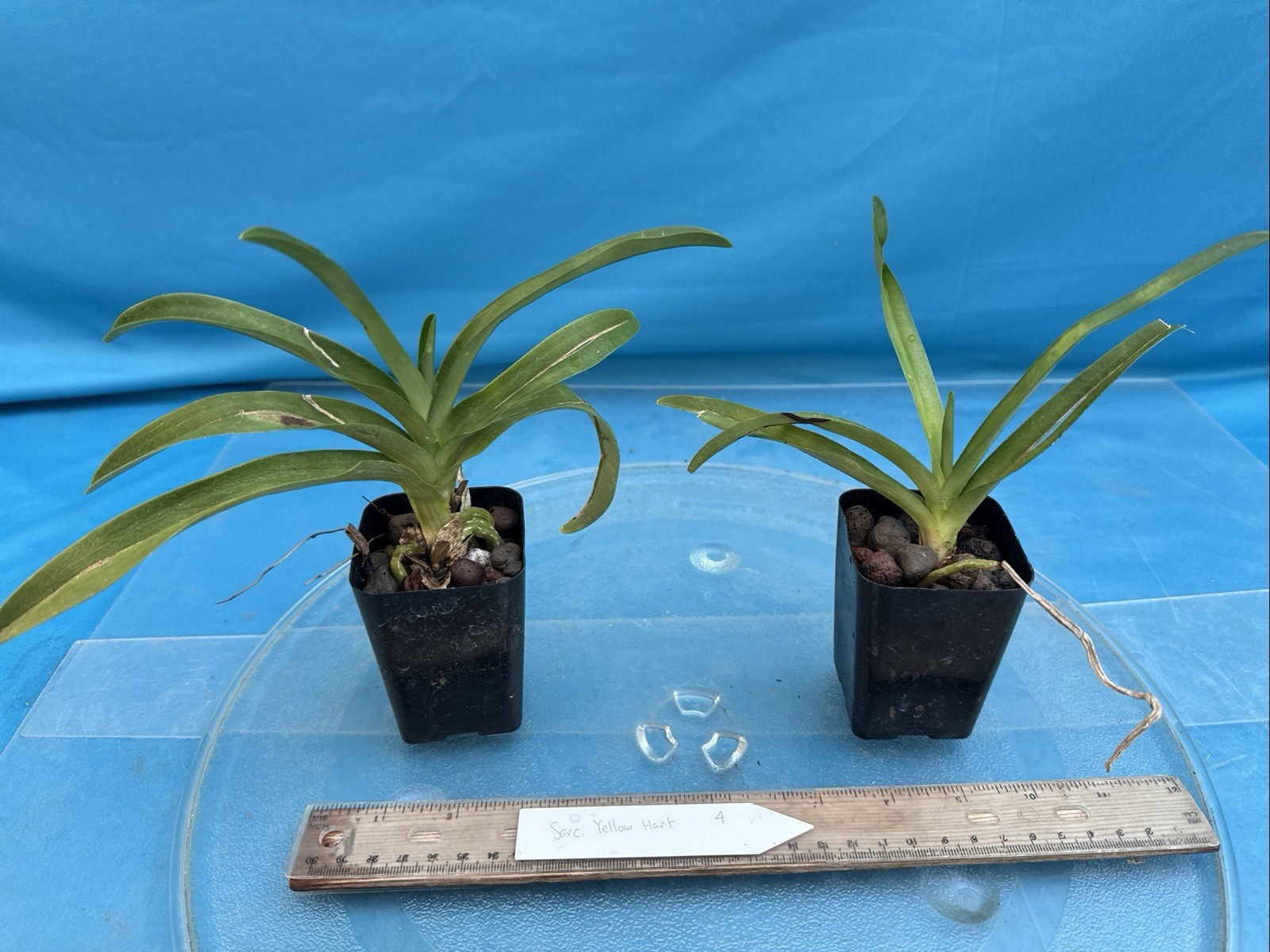 Sarcochilus Newbold Alta Raspberry Pink Orchid Hybrid DIVISIONS 2” Pot (CJ3)