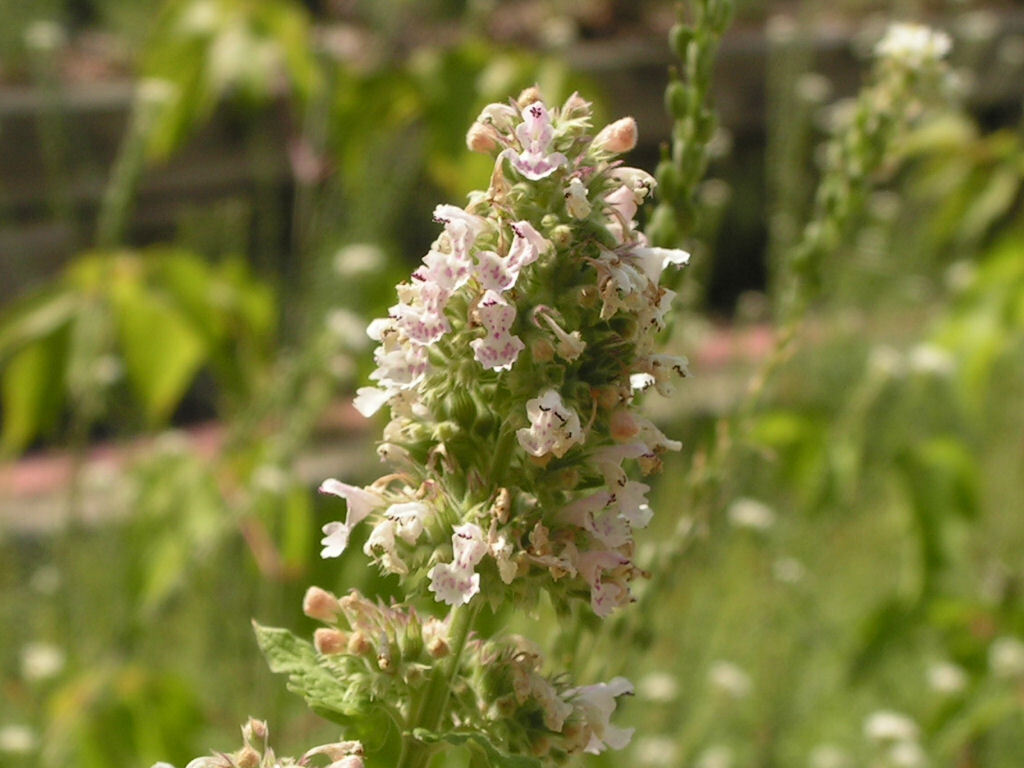 1000 Catnip Seeds – Nepeta cataria Seeds – Medicinal Herb – Cat Friendly!