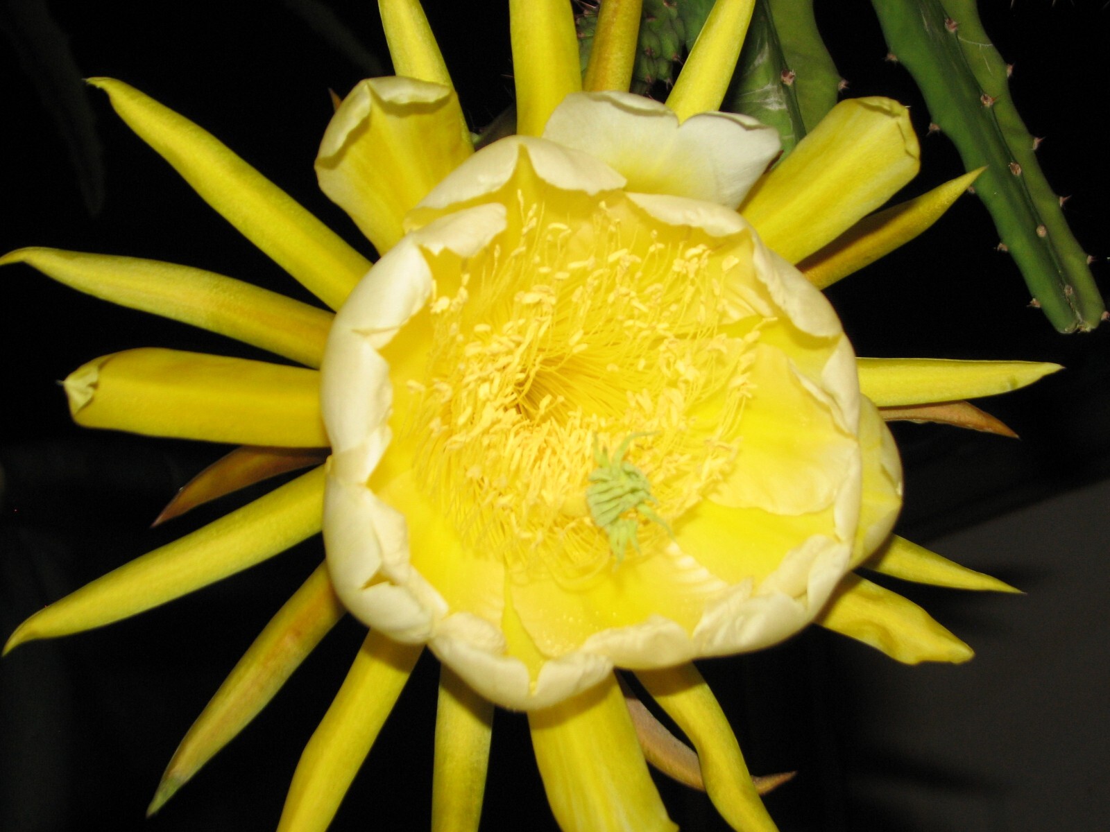 Lot of 4 Yellow skin dragon fruit rooted cuttings 14-21 inches