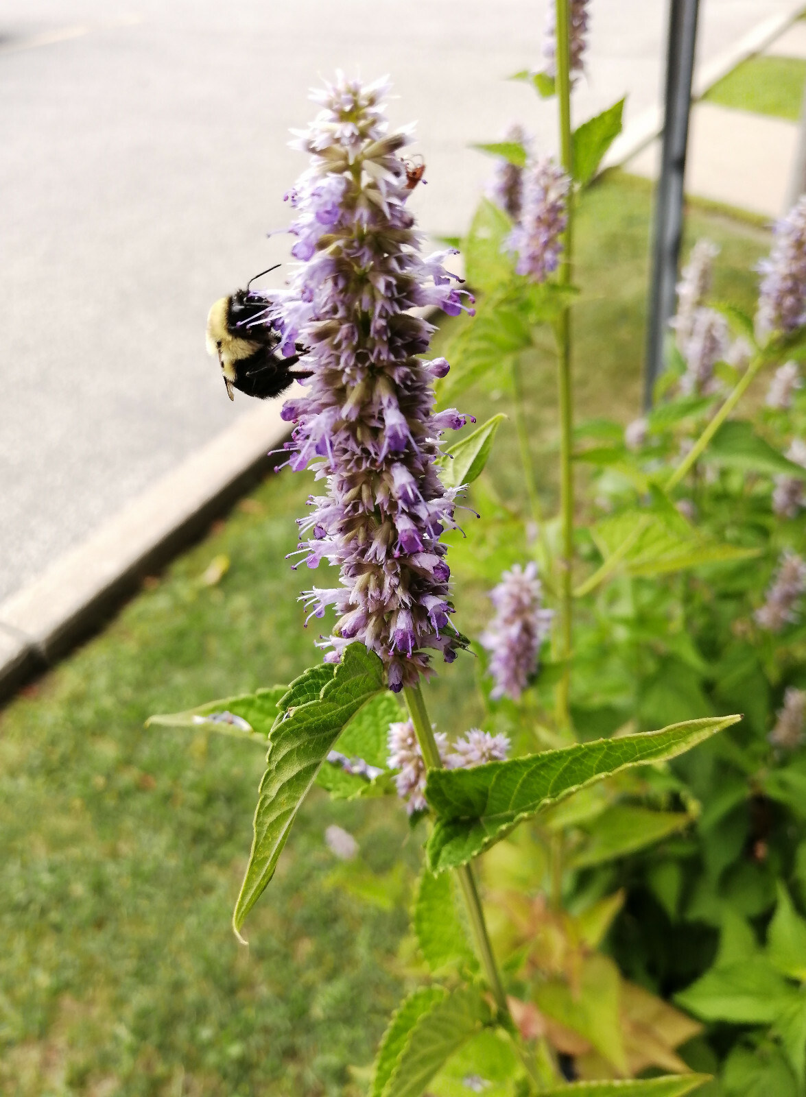 1000 Anise Hyssop Vanilla Hyssop Giant Hyssop Agastache foeniculum Herb Seeds