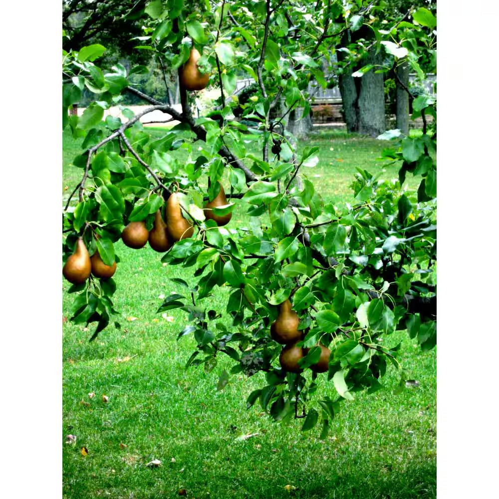 Dwarf Bosc Pear Tree – Sweet and Hardy Cinnamon Brown Pears (Bare-Root, 3 Ft. to