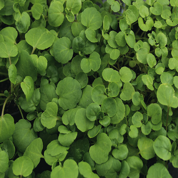 Watercress Cress Seeds | 1,000 Seeds | Heirloom – Non-GMO | Free Shipping | 1157