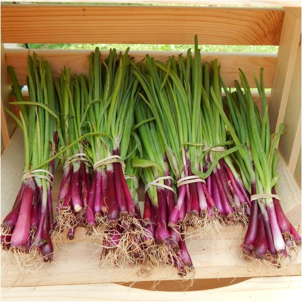 500+ Japanese Red Beard Bunching Onion Seeds — Bunching