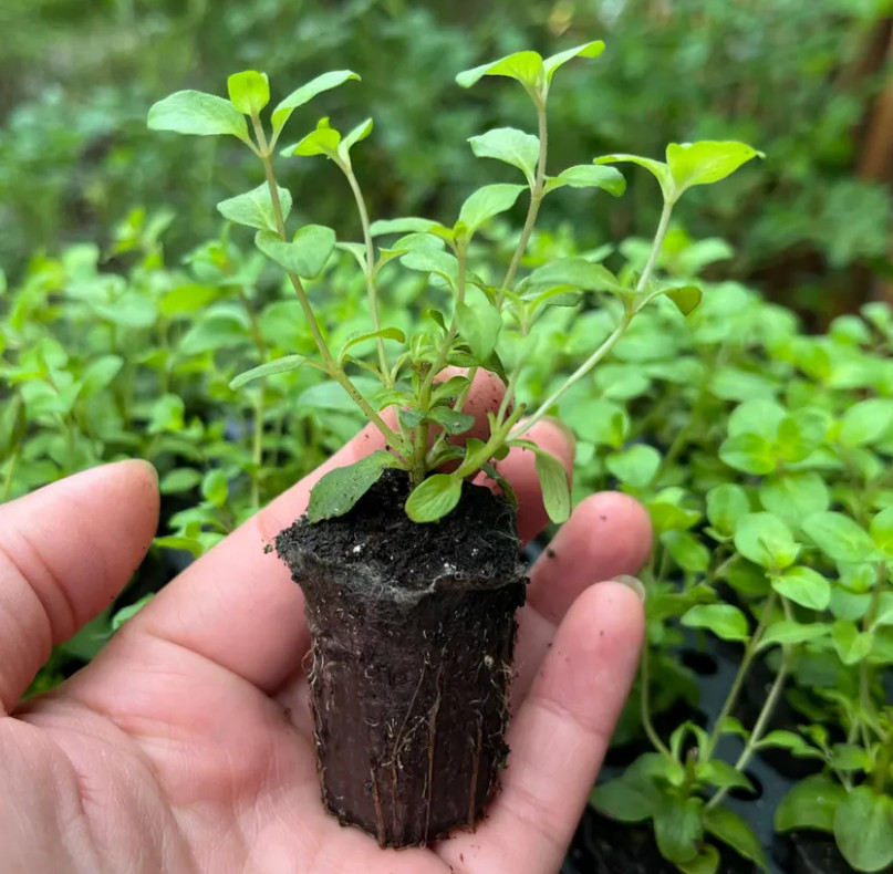 Kent Beauty Oregano Plug Plant – 2-5″ Tall – Trailing Ornamental Herb for Basket