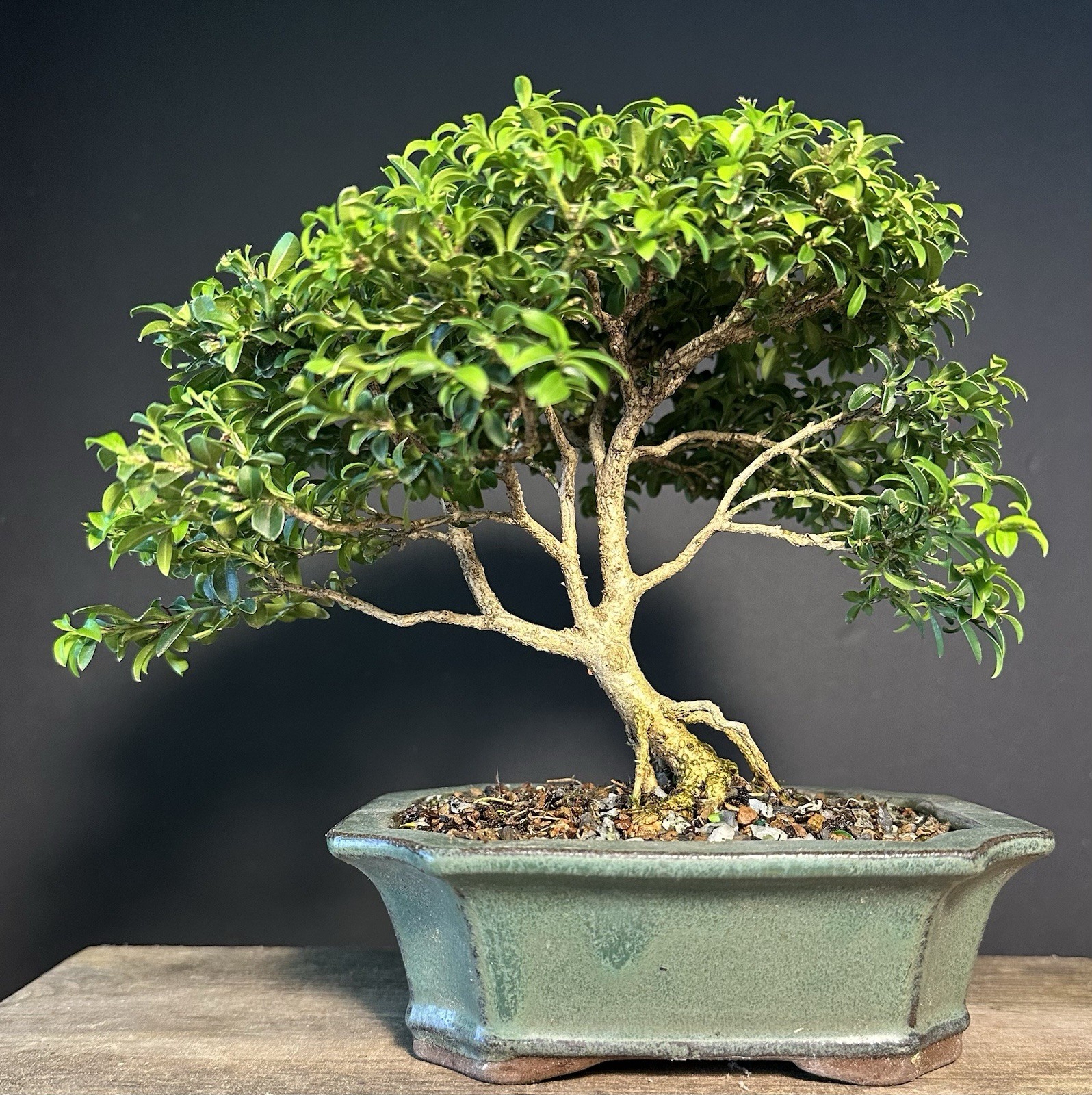 Bonsai Tree Kingsville Boxwood 7 1/4” Tall, 10-14 Years Old, Glazed Chinese Pot