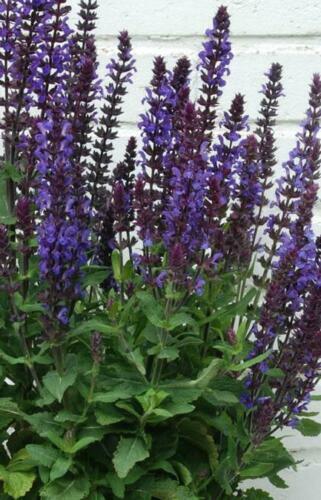 Fresh Blue /Pink Profusion Salvia Deer Drought Resistant Perennial Seeds