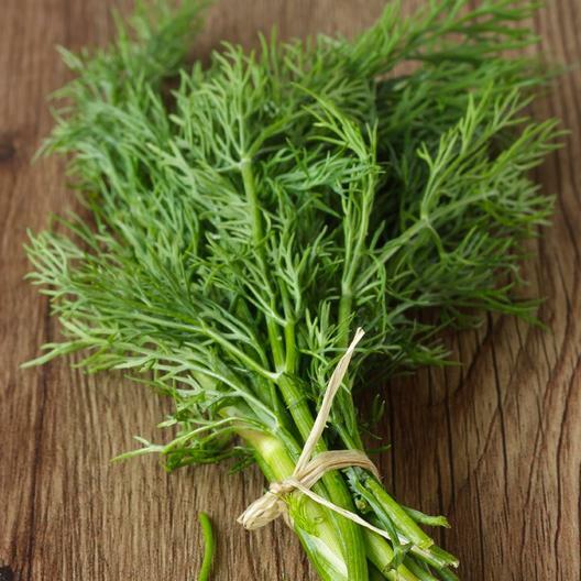 4000 Bouquet Dill Seeds Non-GMO Heirloom USA Seller