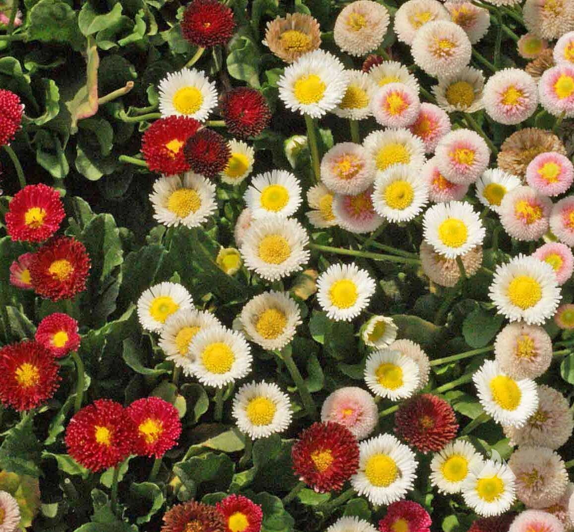 English Daisy Wildflower Seeds, Bellis perennis, Variety Sizes, FREE SHIPPING
