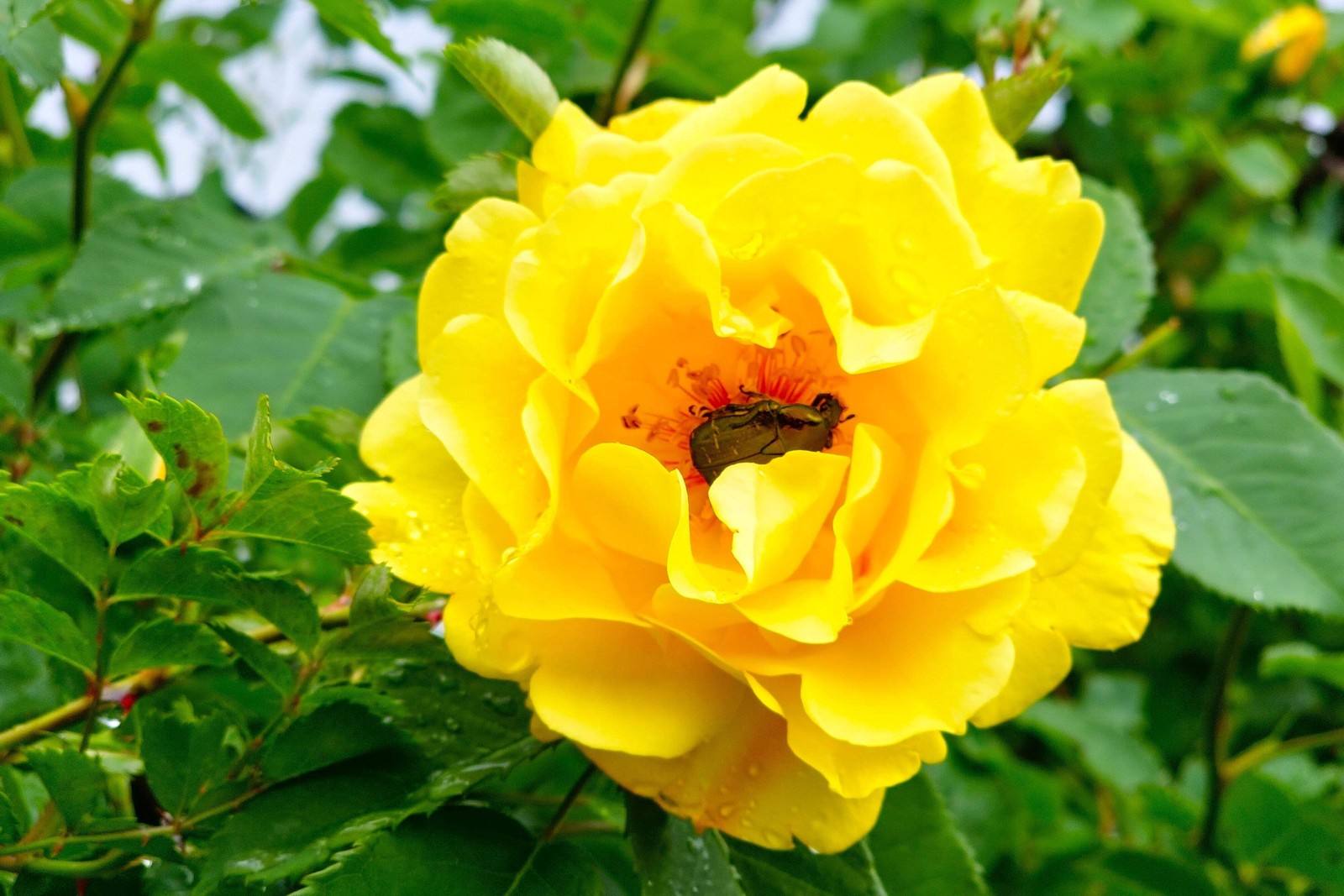 5 YELLOW ROSE Rosa Bush Shrub Perennial Flower Seeds *Flat S/H
