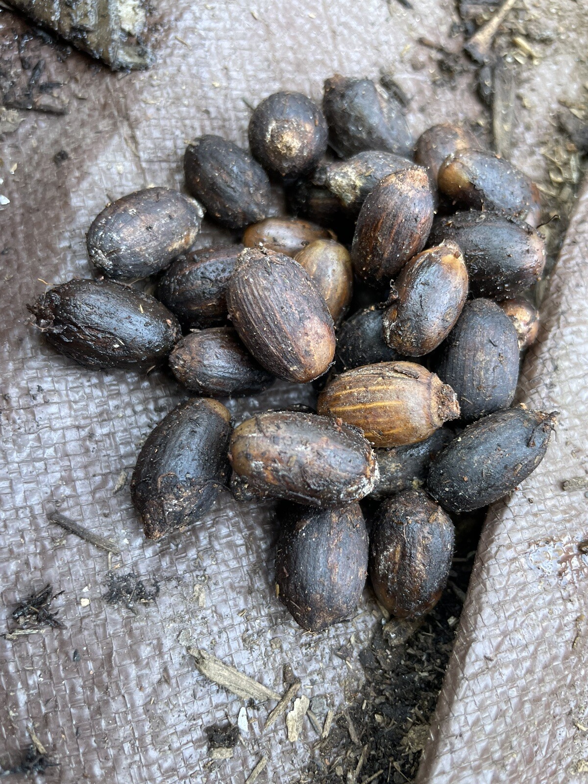20 Seeds Belinjo Melinjo Gnetum Gnemon For Planting
