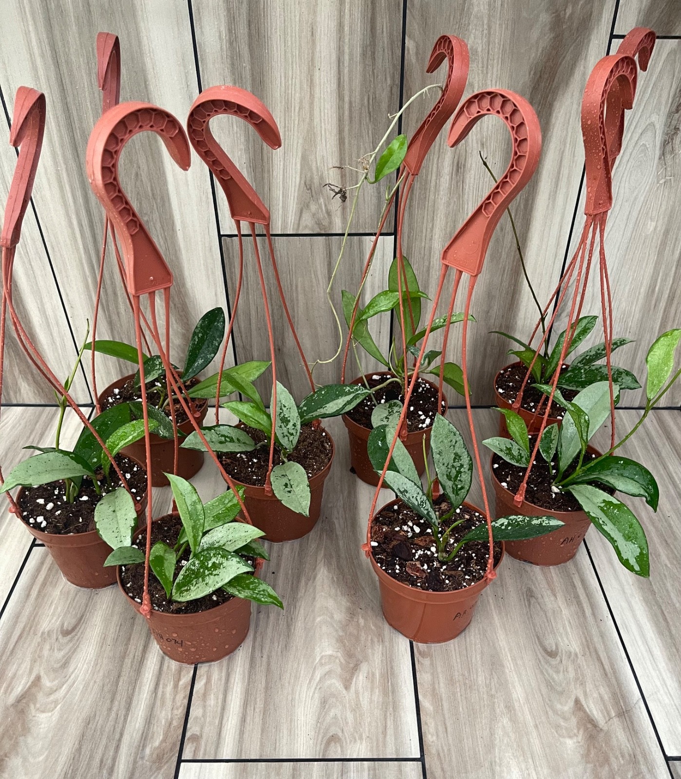 Hoya AH074 (2) Plants Per Pot Shipped Inside 5 Inch Hanging Basket