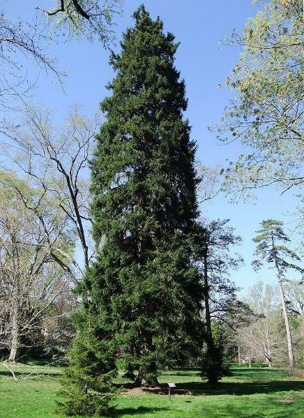 Picea orientalis | Oriental Spruce | Caucasian Spruce | 20 Seeds