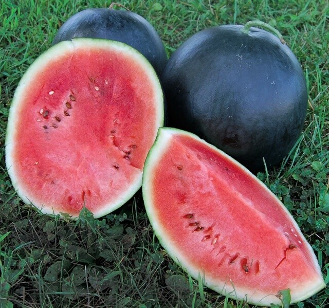 25 BLACK DIAMOND WATERMELON SEEDS FRESH HARVEST FOR GARDENS