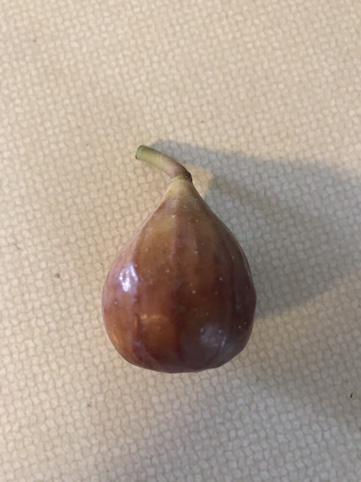 5 Fig Tree Cuttings For Propagation Brown Turkey Easy to Root 6-8 Inches