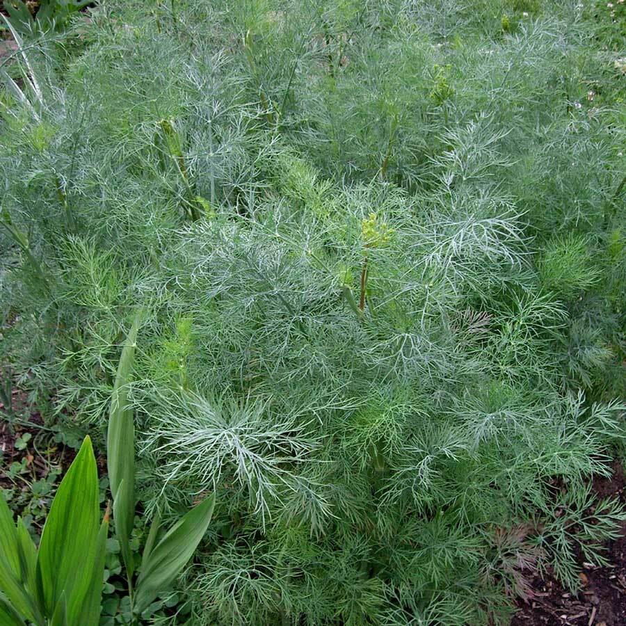 Dukat Dill Seeds | Heirloom – Non-GMO | Free Shipping | Herb Seeds | 1146