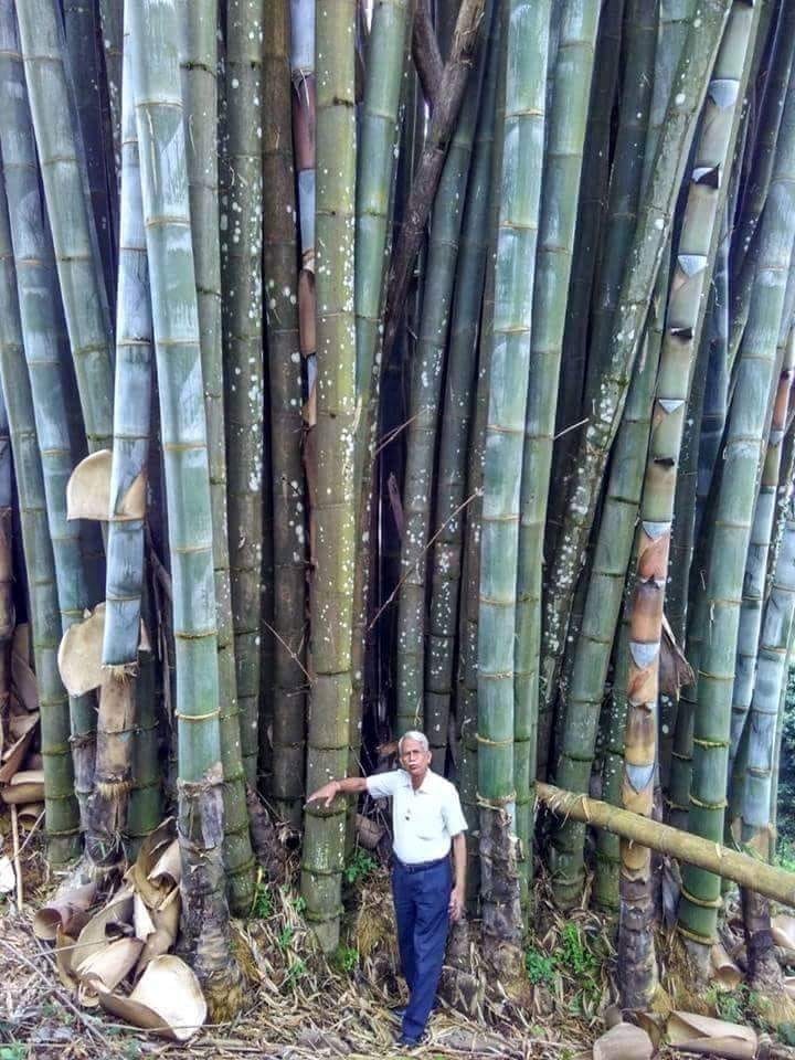 100 Huge Dragon Bamboo Seeds | Perennial Ornamental Privacy Plant | Fast Shiping