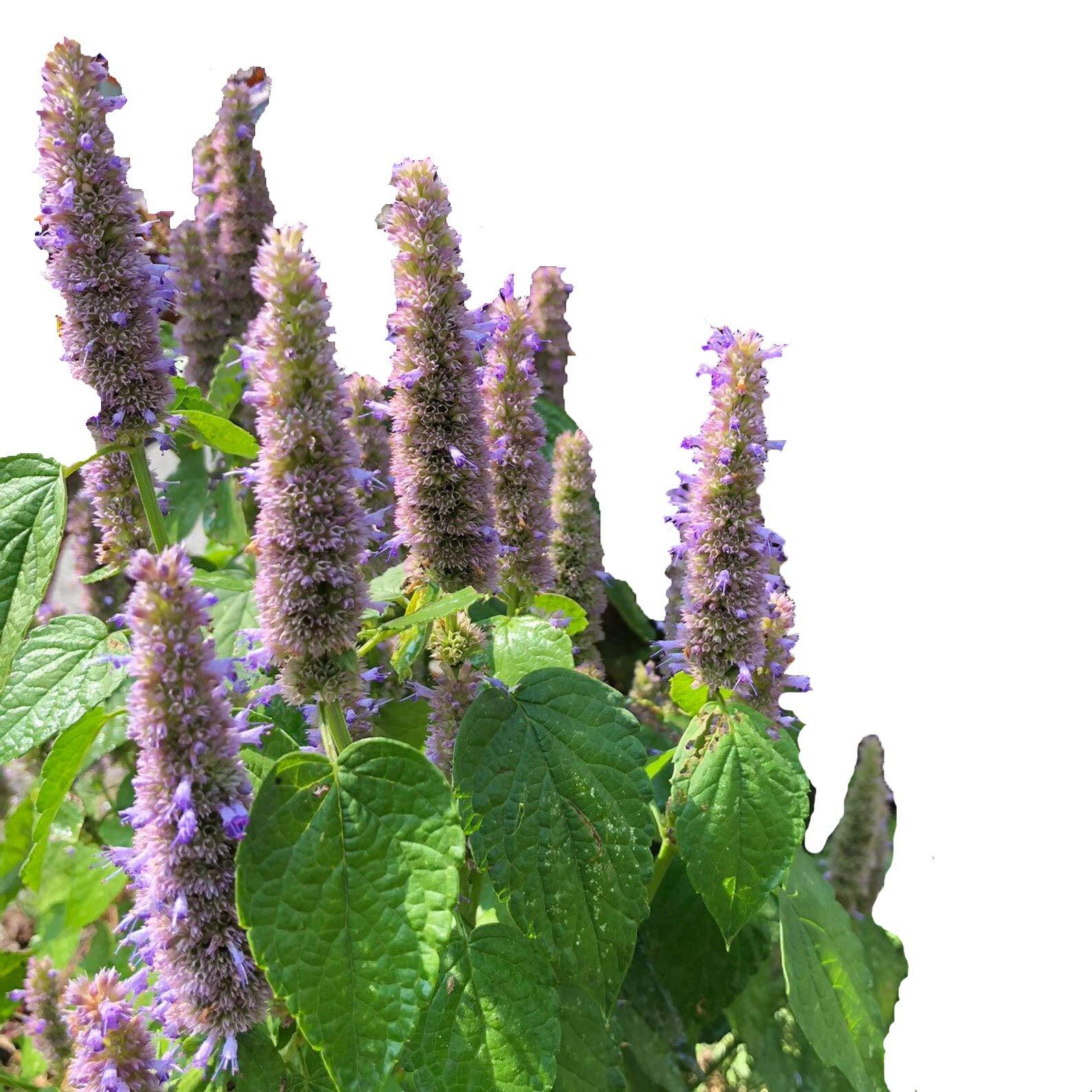 Smoke Camp Crafts Organic Anise Hyssop Plant in 2.5 inch Pot | Native