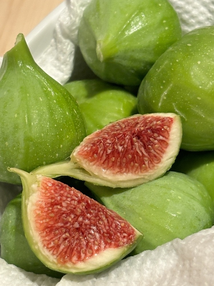 1 Kadota Fig Tree Starter Plug – Ficus carica