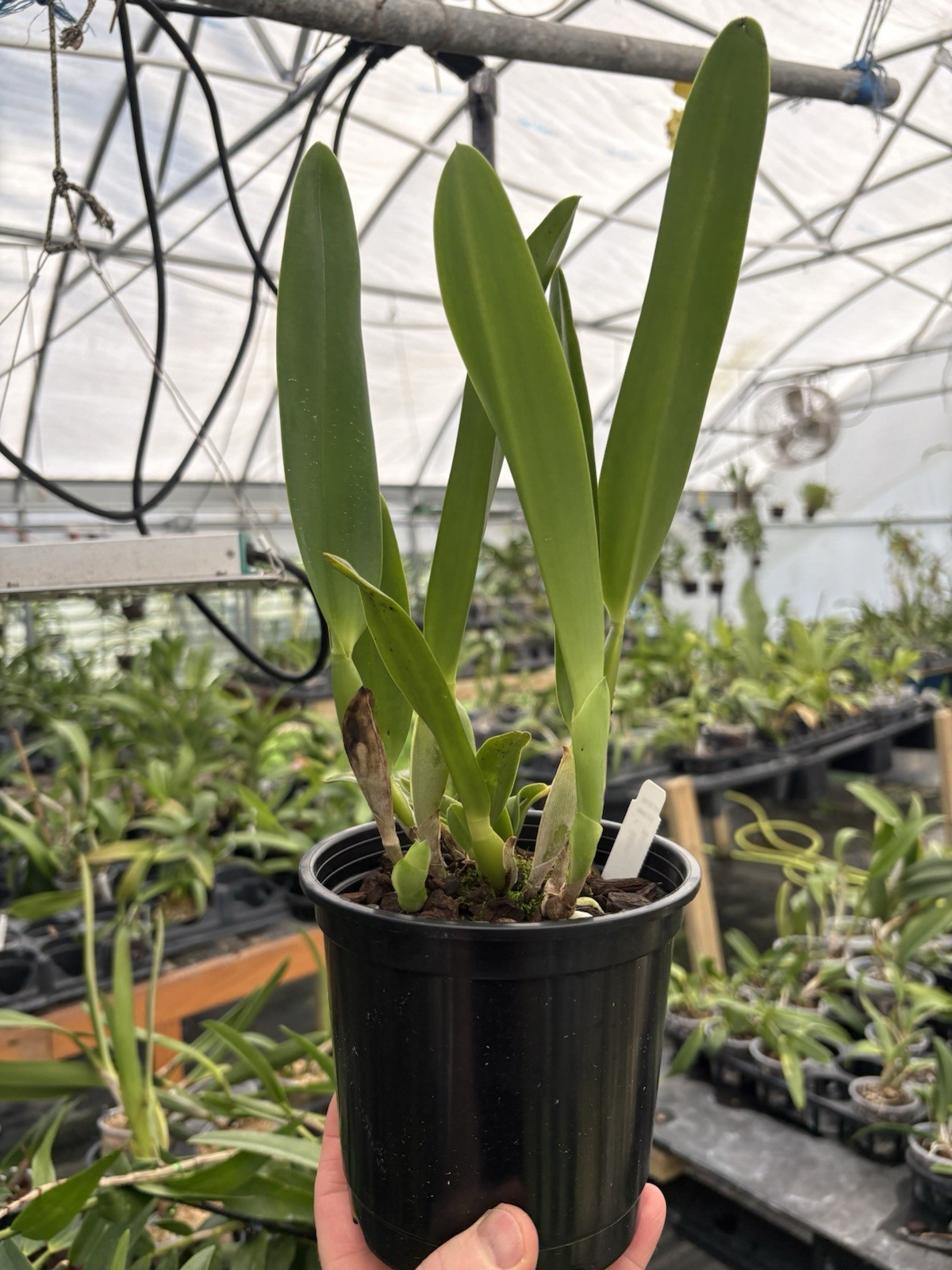 Cattleya lobata var. alba (x self) Orchid Species – 5″ Pot