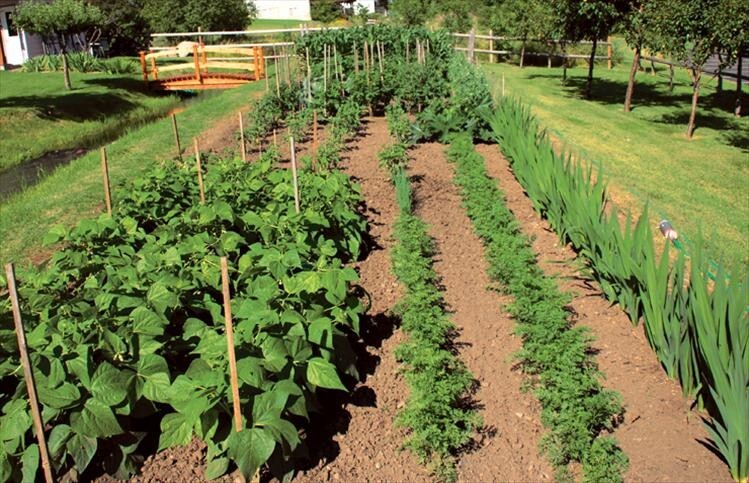 1/4 Million Veggie, Fruit & Sprout Seeds Survival/Garden+ $30 Herb Pack