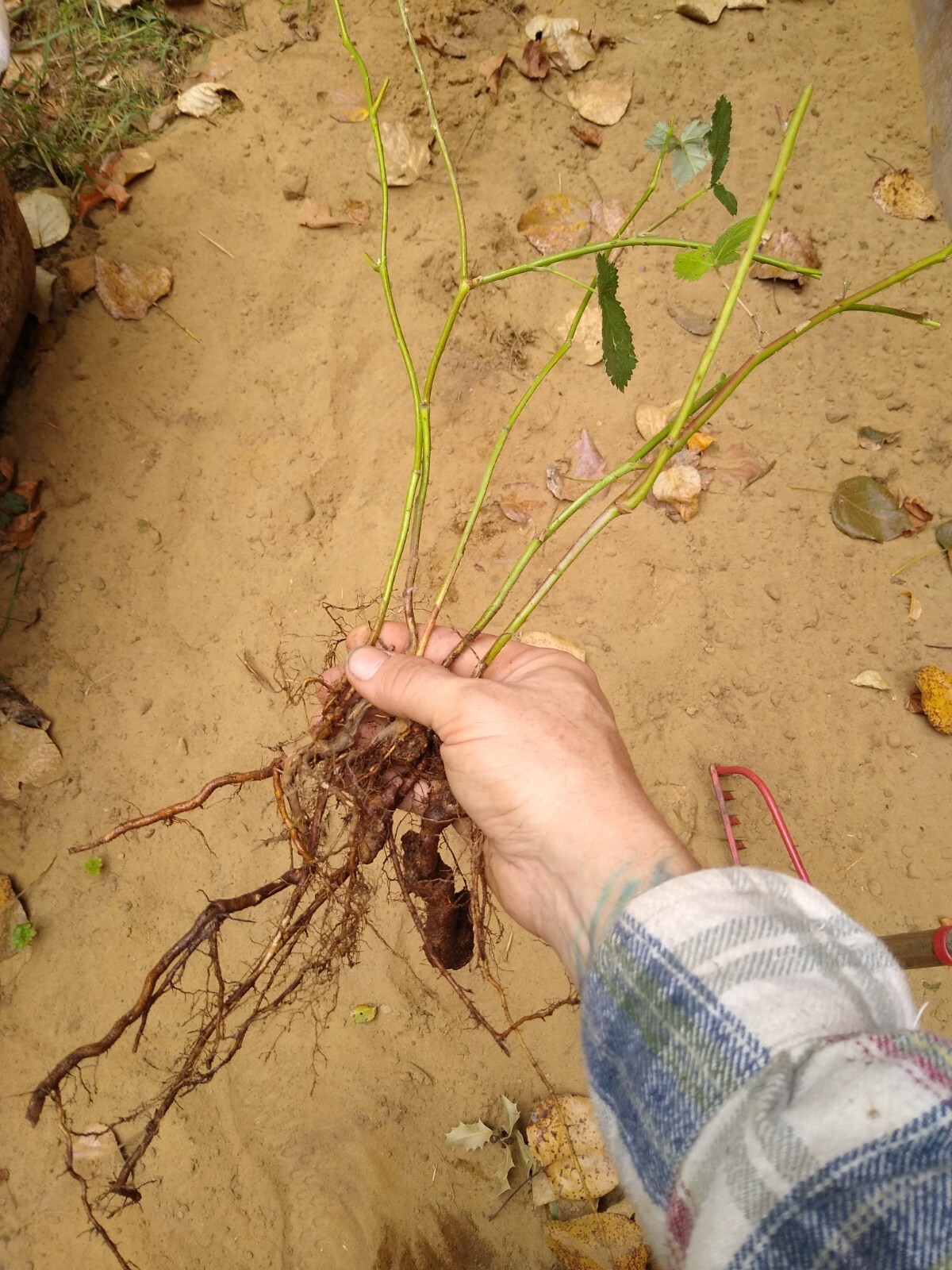 California BLACKBERRY PLANT Live Bare Root Organic Natural Food Vitamin C