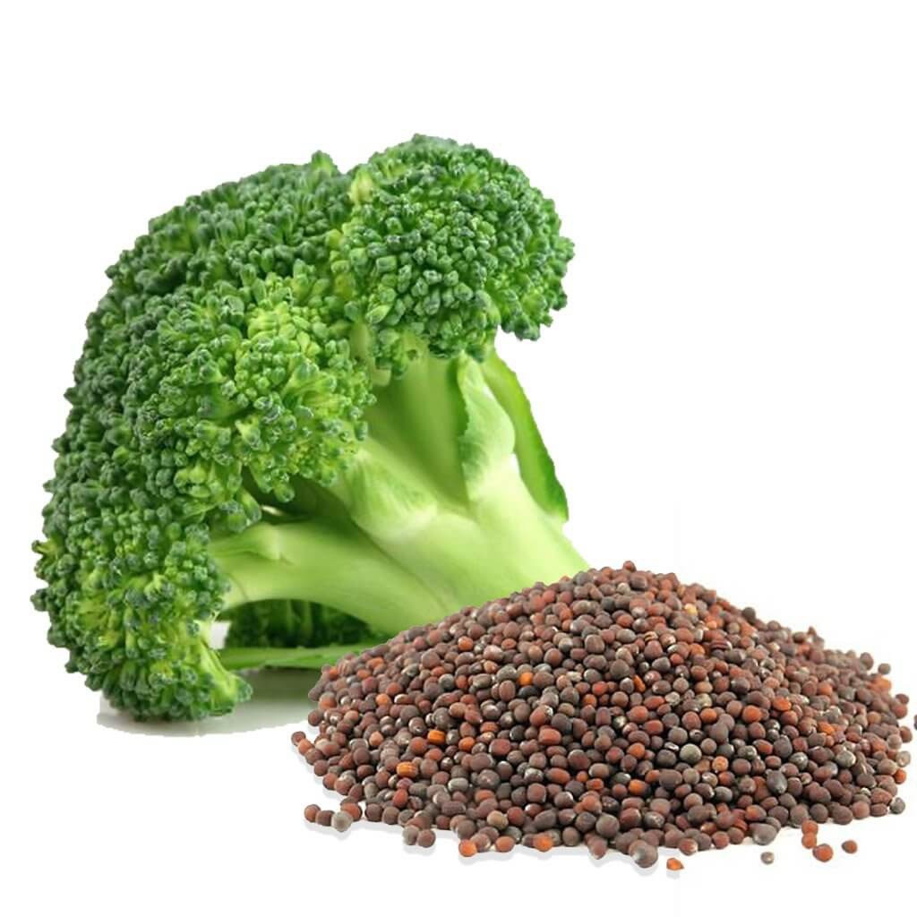 Organic non-GMO Waltham 29 Broccoli Seeds Sprouting Sprouts Microgreens 1 pound