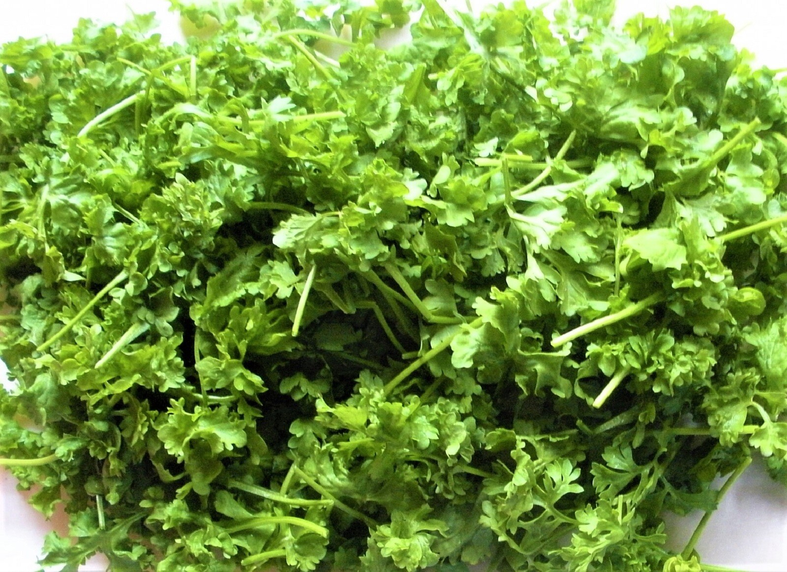 Curled Cress Seed 500+ SEEDS NON-GMO –BUY 4 ITEMS FREE SHIPPING