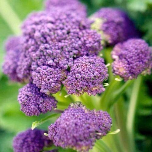 400+ Early Purple Sprouting Broccoli Seeds | NON-GMO HEIRLOOM FREE SHIPPING
