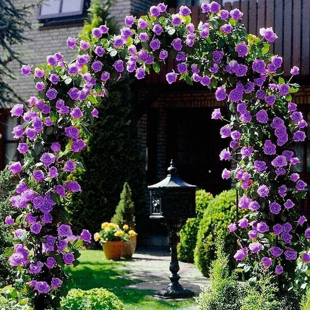 20pcs Purple Climbing Rose Seeds – Rare Non-GMO Heirloom Variety for Your Garden