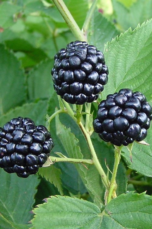 BUY 2 GET 1 FREE Live 6″-12″ Black Berry Bush Cold Hardy Pest Resistant Plant