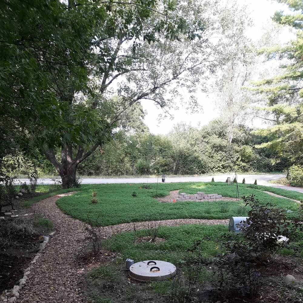 25 LBS Miniclover Seed For Planting No Mow Drought Tolerant Clover Lawns