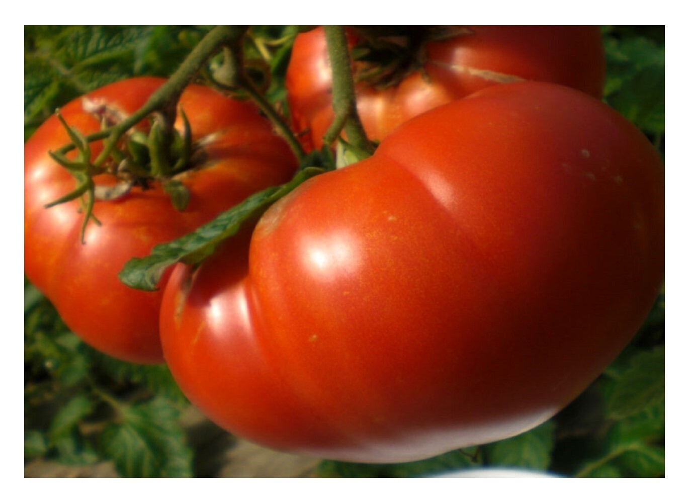 Mortgage Lifter Tomato Seeds, Enormous Beefsteak Tomato, NON-GMO, FREE SHIPPING