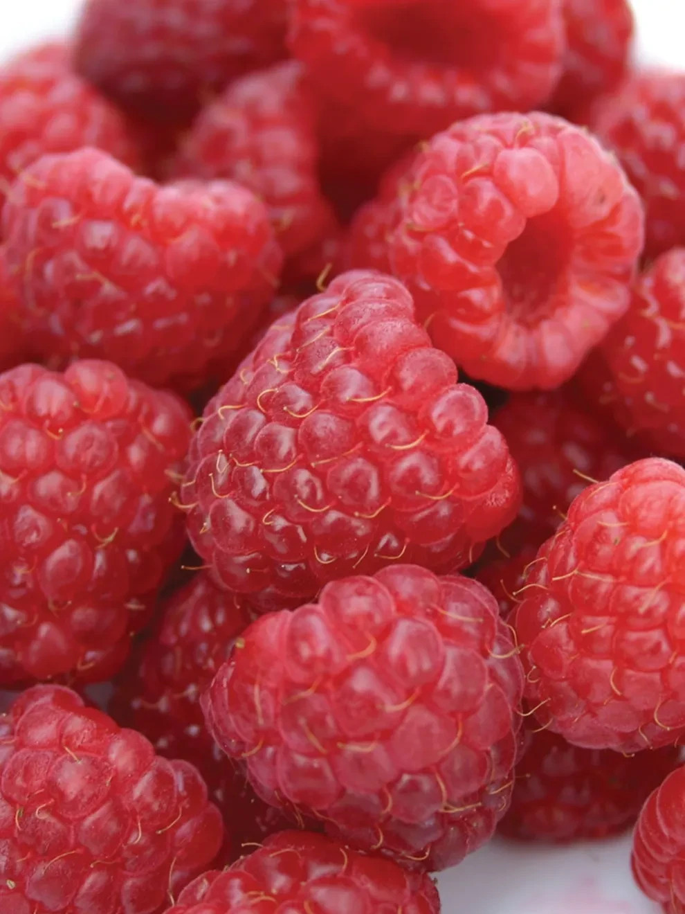 3 Raspberry Plants “Caroline” Large, Sweet Berries(3 Lg Bare Root Canes)Zone 3-8